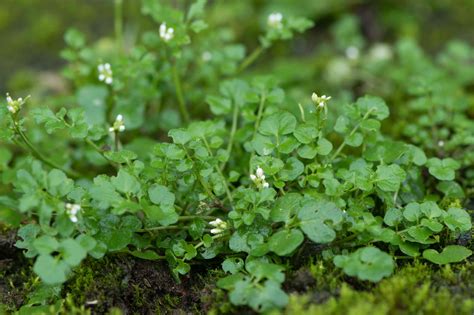16 Edible Weeds: Dandelions, Purslane, and More
