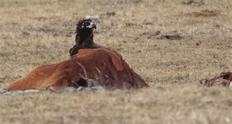 Cinereous Vulture eating from horse carcass in Vrachanski Balkan ...