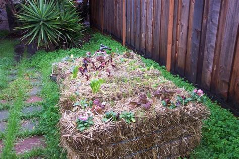 10 Reasons To Try Straw Bale Gardening + How To Get Started