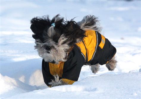 Pin on Custom Made Dog Snowsuits & Raincoats