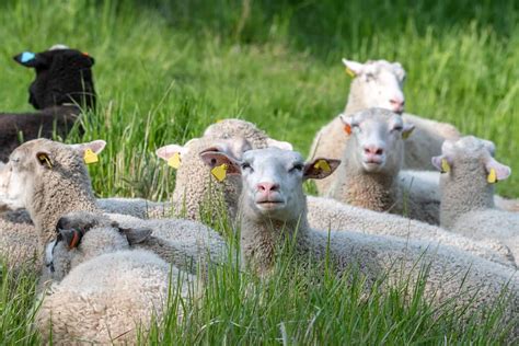 Ear Tagging Your Sheep: How to Do It Safely and Correctly