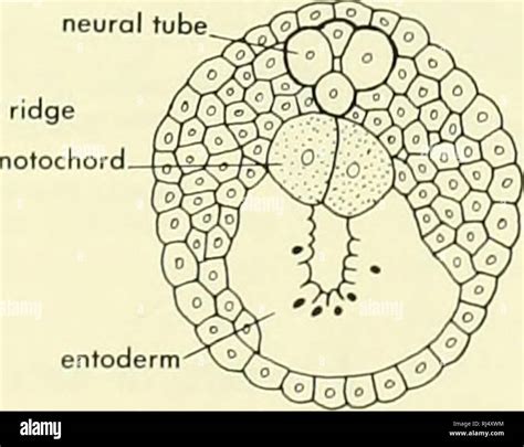 Epicardium hi-res stock photography and images - Alamy