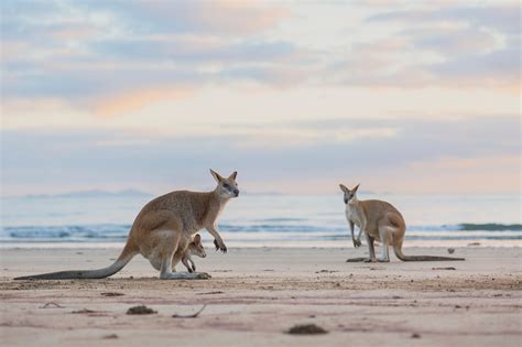 Beginner's guide to Australian wildlife – Tourism Australia