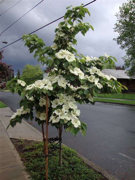 Venus Dogwood tree | Trees | Pinterest | Dogwood trees, Small trees and Gardens