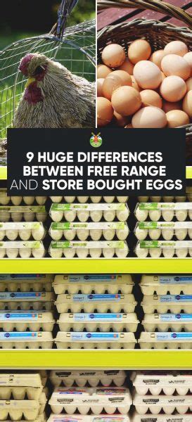 9 Huge Differences Between Free Range and Store Bought Eggs