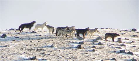 Photo Essay: Wolf Breeding Season - Rewilding