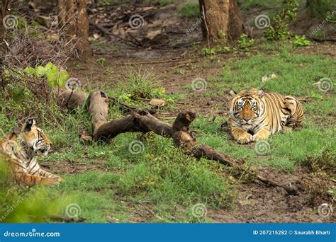 Wild Bengal Tigers or a Mating Pair with Radio Collared in Naural Green Trees Background after ...