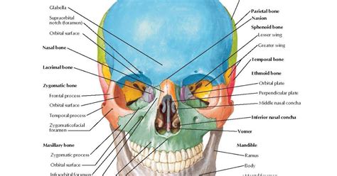 Skull: Anterior View Anatomy Frontal bone : Glabella, Supraorbital ...