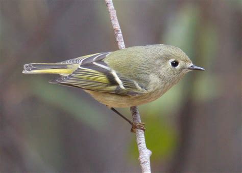 Ruby-crowned Kinglet | San Diego Bird Spot