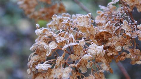 First Frost in the Garden