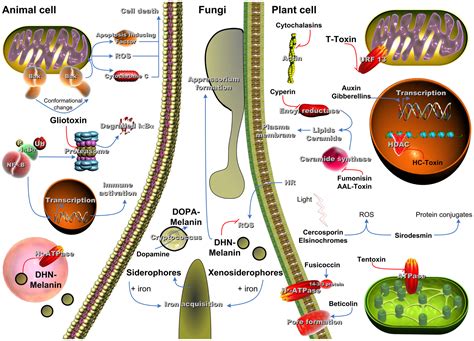 Human and Plant Fungal Pathogens: The Role of Secondary Metabolites ...