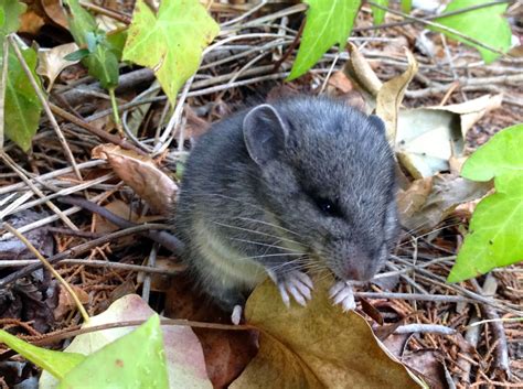 The Malibu Post: The Dusky-Footed Woodrat at Work