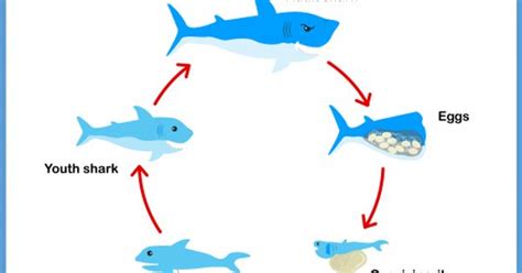 Blue Whale Life Cycle Stages