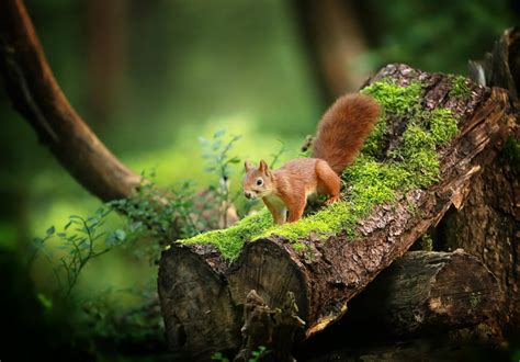 Fond d'écran : bois, mousse, vert, les plantes, la nature, écureuil, animaux 2000x1395 ...