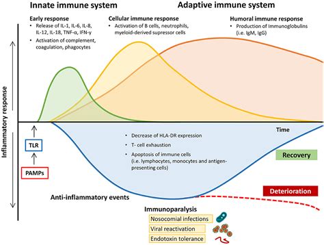 Pathophysiology Of Sepsis