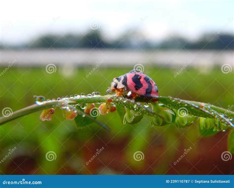 Pink Lady Bug, Alone in the Fresh Morning Dew Stock Image - Image of ...