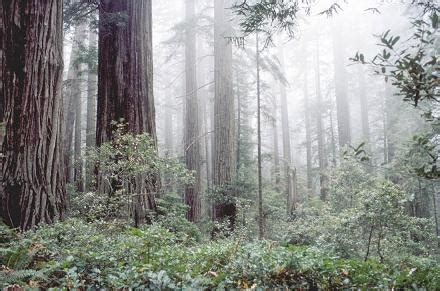 Climate Change in Coast Redwood