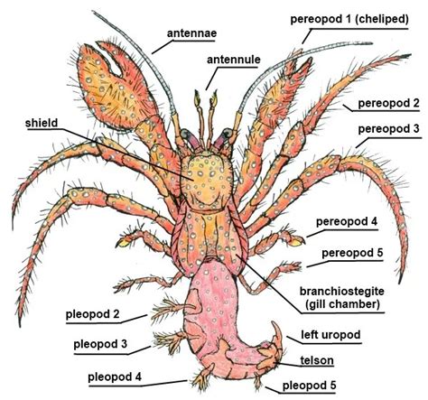 Anatomy of Land Hermit Crabs | The Crab Street Journal