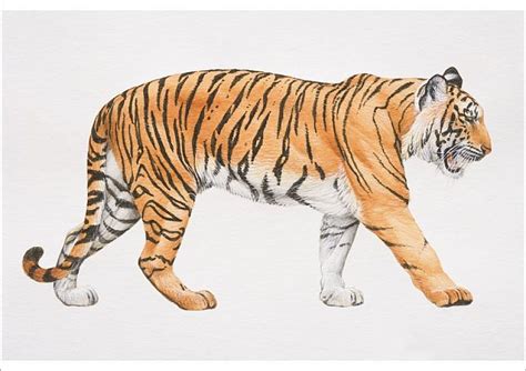 An A1 poster sized print, approx 23c33 inches (594x841 mm). Tiger ...