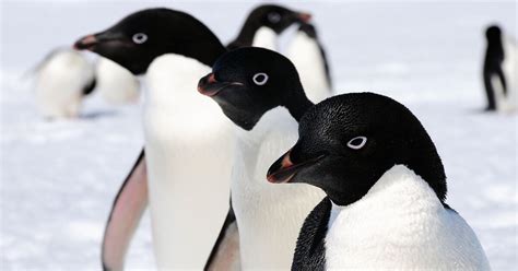 Penguins – Australian Antarctic Program