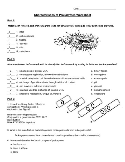 Characteristics Of Bacteria Worksheet – Zip Worksheet