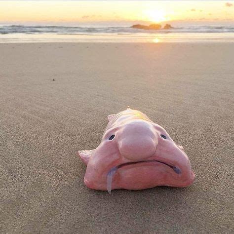 he blobfish is a deep sea fish of the family Psychrolutidae. It ...