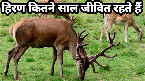 हिरण कितने साल जीवित रहते हैं | Information About Deer | Deer | Hiran ...