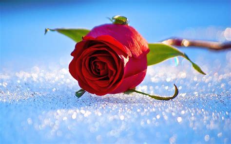 Roses in Snow Wallpapers - Top Free Roses in Snow Backgrounds ...