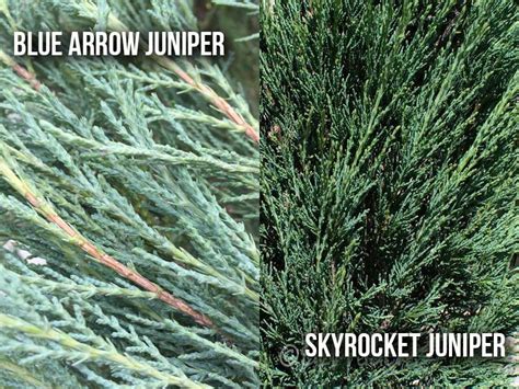 Blue Arrow Juniper vs Skyrocket Juniper: What’s The Difference Between ...