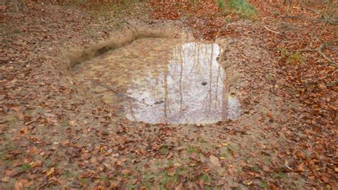 Wild Boars Mud Wallow in Stock Footage Video (100% Royalty-free) 32449447 | Shutterstock