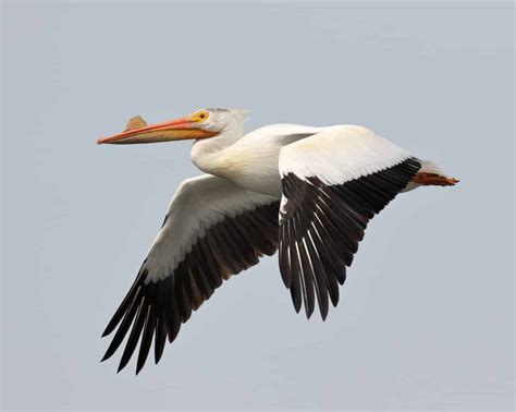 American White Pelican in Breeding Condtion | Focusing on Wildlife