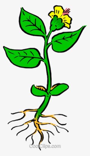 Plant Roots - Plant Clipart With Roots Transparent PNG - 500x560 - Free Download on NicePNG