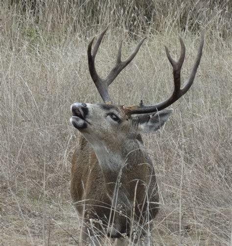 Four point Buck – Mendonoma Sightings