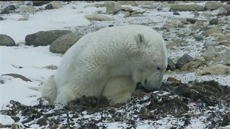 Polar bear sightings increasing