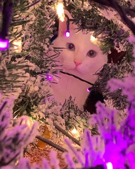 Caught in the act while knocking over ornaments : r/cats