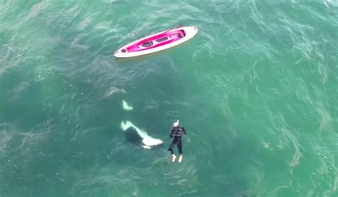 A Kayaker Just Had a Very Close Encounter with Wild Orcas — He Swam With Them - Towleroad Gay News