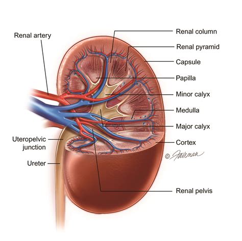 Kidney Cancer: Symptoms, Diagnosis & Treatment - Urology Care Foundation