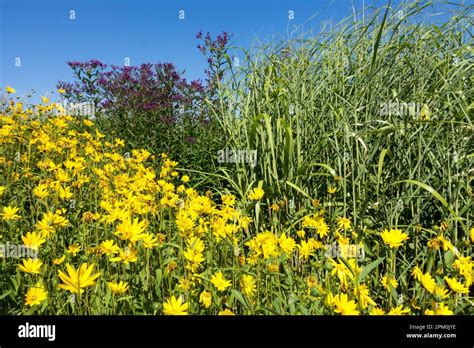 American, Native, Prairie, Plants, Rudbeckia, Panicum, Vernonia, Border ...