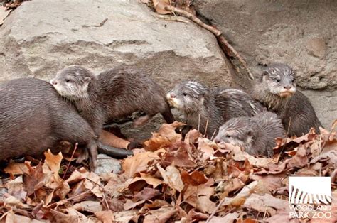 Otter Pups Take It Outside! - ZooBorns