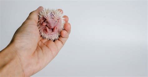 Hedgehog Lifespan: How Long Do Hedgehogs Live? - IMP WORLD