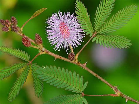 Mimosa pudica (Sensitive Plant) is a creeping annual or perennial herb ...