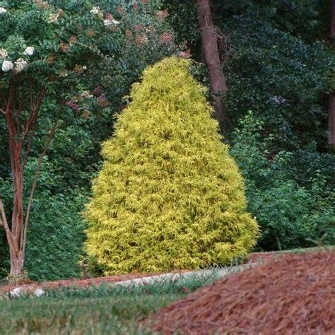 Gold Mop Cypress | Gold mop cypress, Fast growing trees, Colorful shrubs