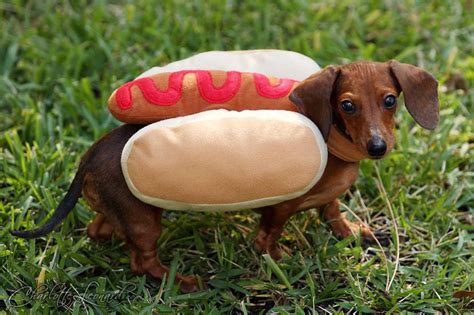 7 Reasons Why I Love Being A Dachshund Owner