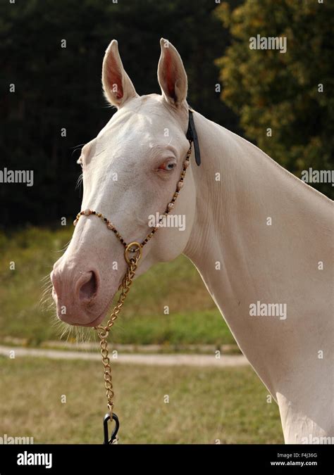 Blue-eyed Cremello akhal-teke horse Stock Photo - Alamy