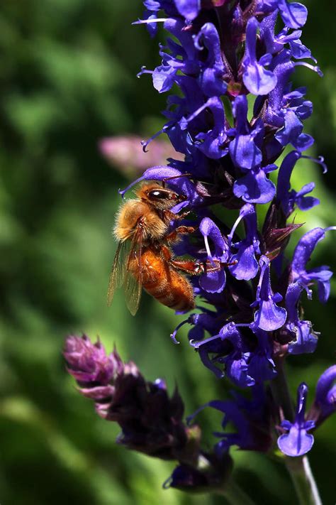 Honey Bee On Purple Wildflower Photograph by Tracie Kaska - Fine Art America