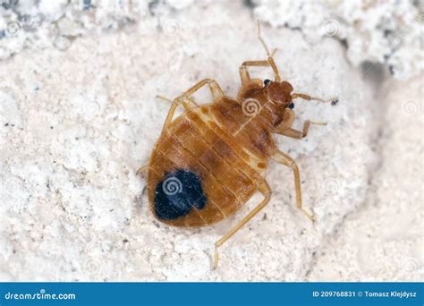 Bed Bug Cimex Lectularius Parasitic Insects Of The Cimicid Family Feeds On Human Blood Royalty ...