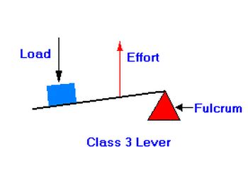 Third-Class Lever - Rube Goldberg