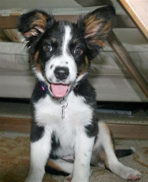 Border Collie And German Shepherd Mix Puppies - Grail Shepherd