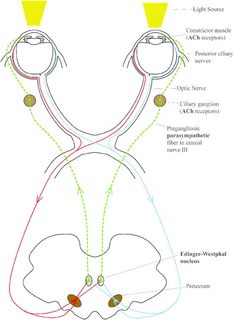 Pupillary Reflex Diagram