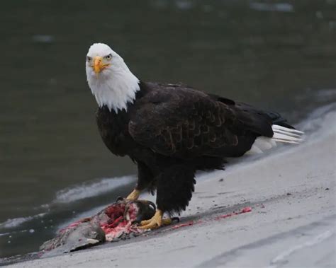 bald eagle diet - Birds Flight